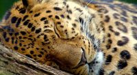 Sleeping Leopard301869951 200x110 - Sleeping Leopard - Sleeping, Seagulls, Leopard
